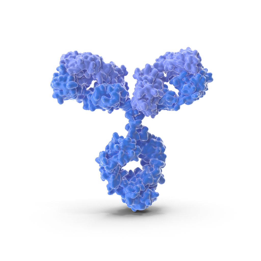 CDKN2A antibody - 100µg