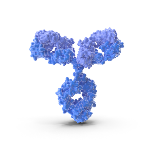 [BF0018] TWIST1 antibody - 100µg